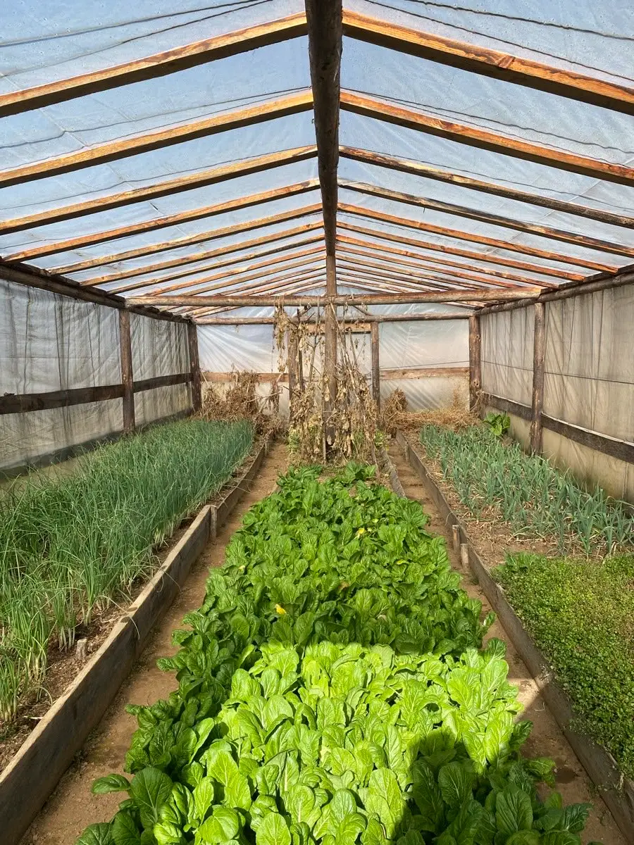 Rows of organic vegetables growing in a greenhouse